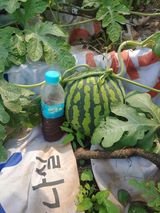 팜모닝 기타작물·영농일지 게시글 이미지