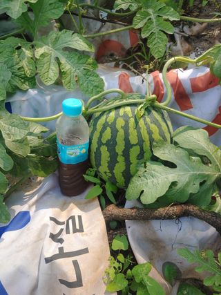 박상현님의 기타작물 · 영농일지 작성글 사진