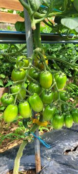 팜모닝 고추·영농일지 게시글 이미지