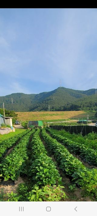 이숲농원님의 고추 · 영농일지 작성글 사진