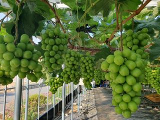 김덕조님의 포도 · 영농일지 작성글 사진