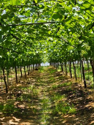 김덕조님의 포도 · 영농일지 작성글 사진