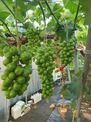 김덕조님의 포도 · 영농일지 작성글 사진