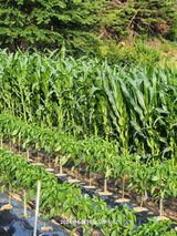 팜모닝 옥수수·영농일지 게시글 이미지