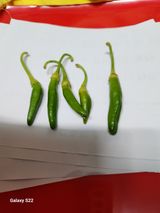 팜모닝 농사, 무엇이든 물어보세요!·참여글 게시글 이미지