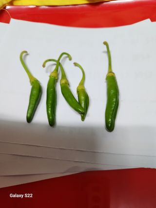 수네님의 농사, 무엇이든 물어보세요! · 참여글 작성글 사진