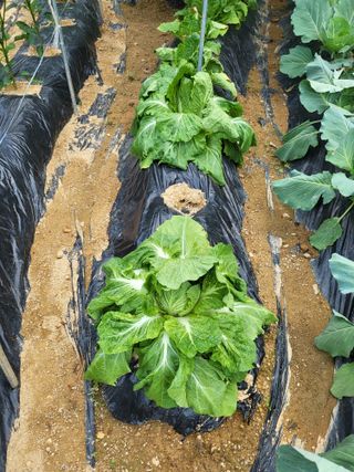 감20520님의 배추 · 병해충상담 작성글 사진