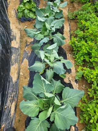 감20520님의 배추 · 병해충상담 작성글 사진