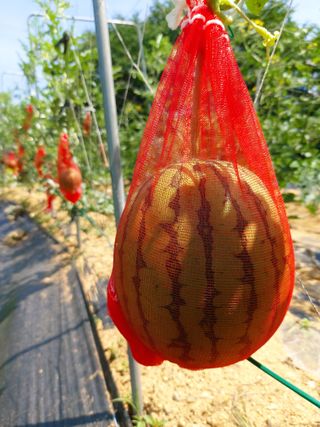 소학도토리님의 기타작물 · 영농일지 작성글 사진
