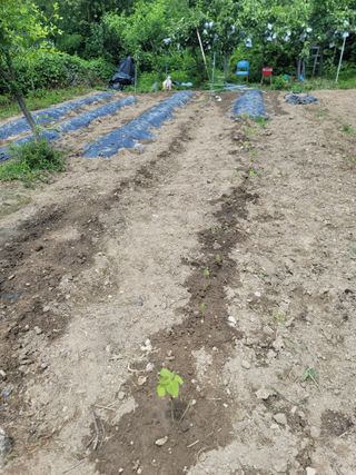 고추21504님의 옥수수 · 영농일지 작성글 사진