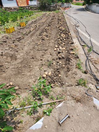 장연우님의 감자 · 영농일지 작성글 사진