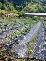 팜모닝 👩🏻‍🌾7월 농작업 계획·참여글 게시글 이미지