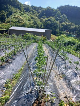 유경규 님의 👩🏻‍🌾7월 농작업 계획 · 참여글 작성글 사진