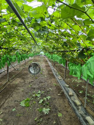 예비 초보농부님의 포도 · 영농일지 작성글 사진
