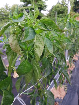 주복자님의 고추 · 영농일지 작성글 사진