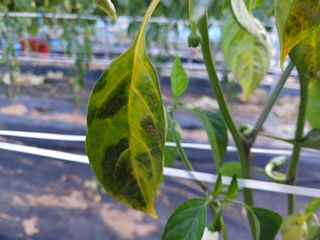 주복자님의 고추 · 영농일지 작성글 사진