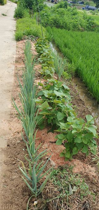 이흥옥님의 콩 · 영농일지 작성글 사진