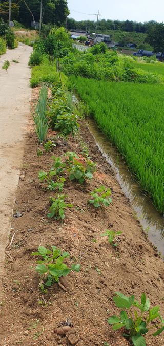 이흥옥님의 콩 · 영농일지 작성글 사진