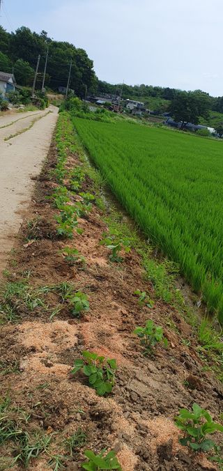 이흥옥님의 콩 · 영농일지 작성글 사진