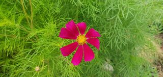 이흥옥님의 콩 · 영농일지 작성글 사진