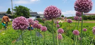 이흥옥님의 콩 · 영농일지 작성글 사진