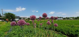 이흥옥님의 콩 · 영농일지 작성글 사진