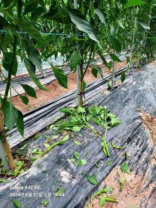 배영홍님의 고추 · 병해충상담 작성글 사진