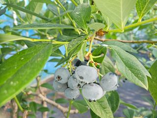 최환식 님의 블루베리 · 영농일지 작성글 사진