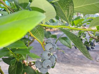 최환식 님의 블루베리 · 영농일지 작성글 사진