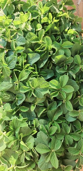 이제윤님의 콩 · 영농일지 작성글 사진