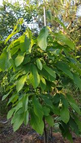 팜모닝 기타작물·영농일지 게시글 이미지