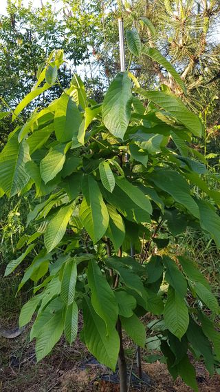 심상화님의 기타작물 · 영농일지 작성글 사진