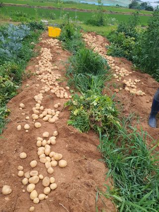 이종선님의 감자 · 영농일지 작성글 사진