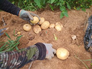 이종선님의 감자 · 영농일지 작성글 사진