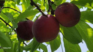 김준한님의 자두 · 영농일지 작성글 사진