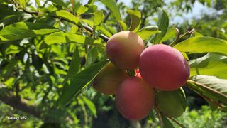 김준한님의 자두 · 영농일지 작성글 사진