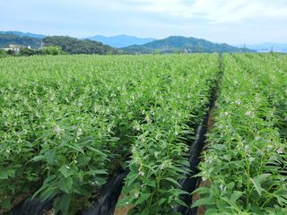 서상기 은퇴농장님의 참깨 · 영농일지 작성글 사진