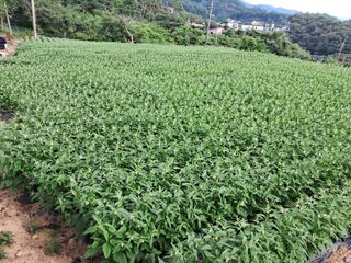 서상기 은퇴농장님의 참깨 · 영농일지 작성글 사진