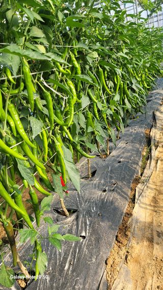 제주농부님의 고추 · 영농일지 작성글 사진