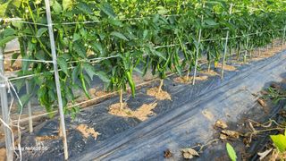 제주농부님의 고추 · 영농일지 작성글 사진