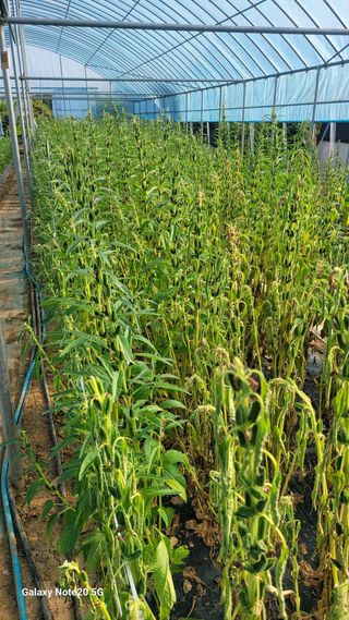 제주농부님의 고추 · 영농일지 작성글 사진