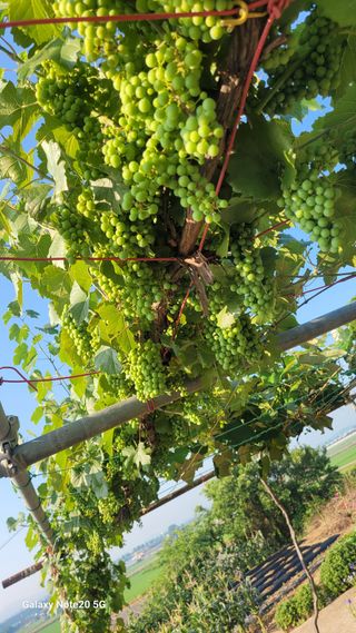 제주농부님의 고추 · 영농일지 작성글 사진