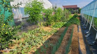 제주농부님의 고추 · 영농일지 작성글 사진