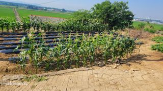 제주농부님의 고추 · 영농일지 작성글 사진