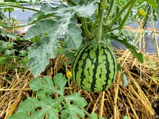 천지현황님의 기타작물 · 영농일지 작성글 사진