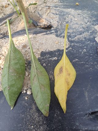 포천종삼농사꾼님의 고추 · 병해충상담 작성글 사진