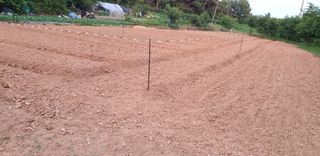 노을연가님의 콩 · 영농일지 작성글 사진