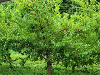 향기나무농장 님의 자유주제 · 자유게시판 작성글 사진