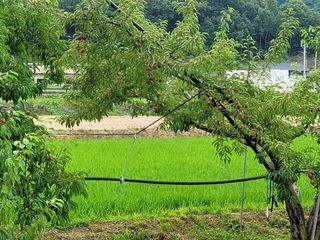 향기나무농장 님의 자유주제 · 자유게시판 작성글 사진