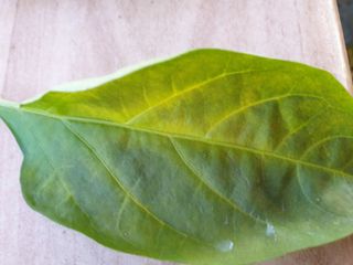 김채현 님의 고추 · 병해충상담 작성글 사진